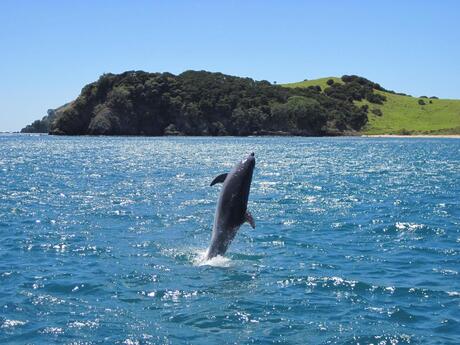 Dolfijn in de Bay of Islands