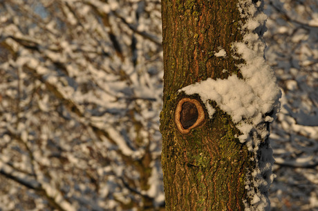 Bomen in de sneeuw