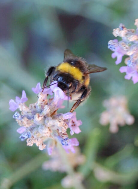 Hommel