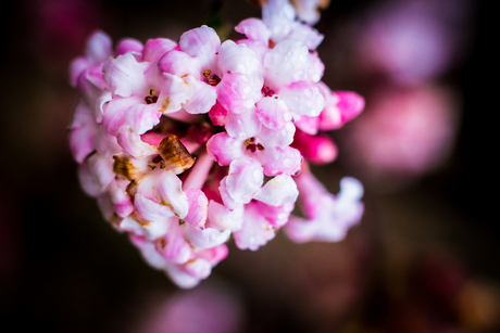 Bloemen in de herfst 3