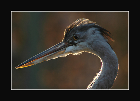 Reiger