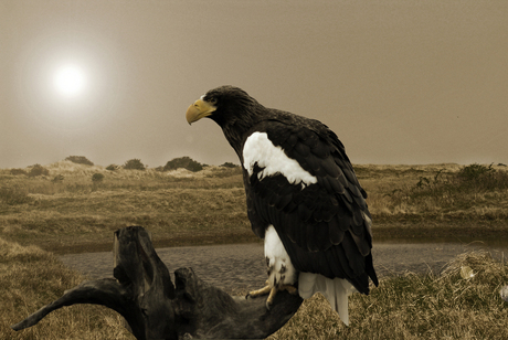 zou er vis in zitten