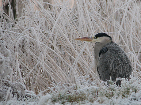 Reiger......