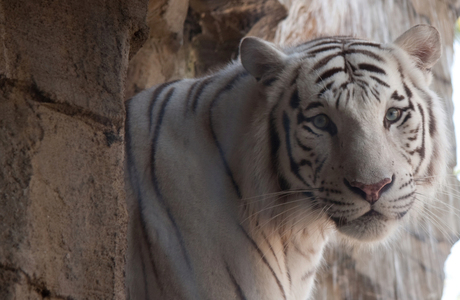 White tiger