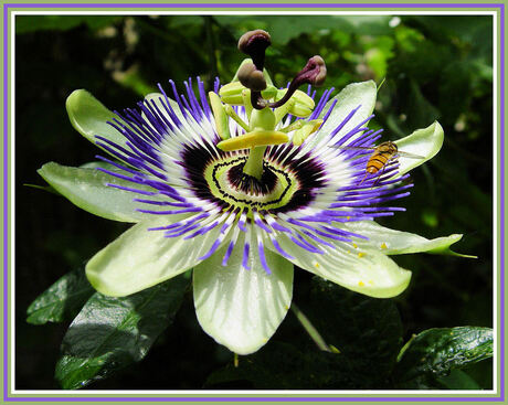 Mijn passie bij de achterdeur