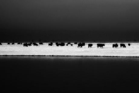 Oostvaardersplassen