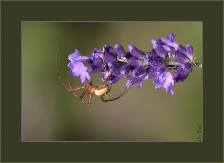 LaVendel SpinNeke*