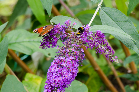 vlinder meets hommel