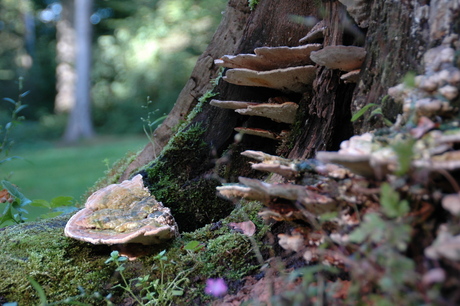 Het bos in