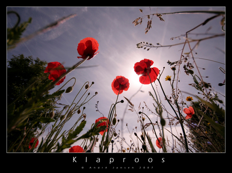 Klaproos