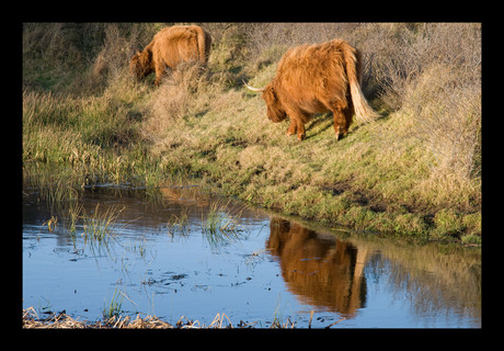 schotse hooglanders