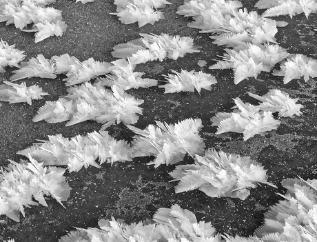 frost flowers on the ice