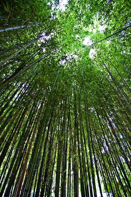 Bamboo Bush