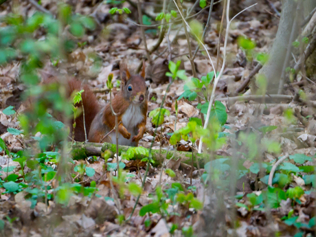 Secret squirrel