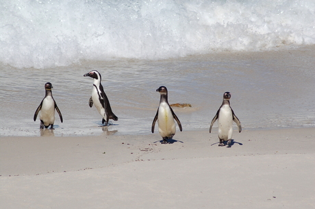 Pinguïns op het strand