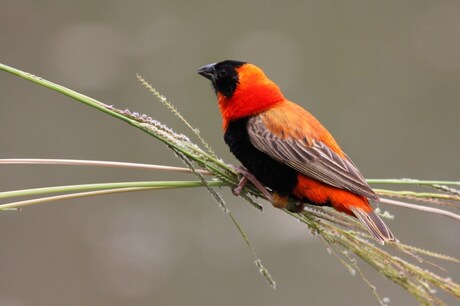 mooi vogeltje