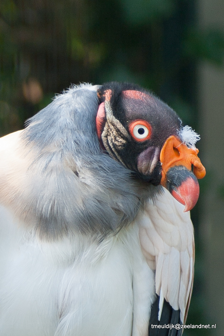 Geweldige vogel