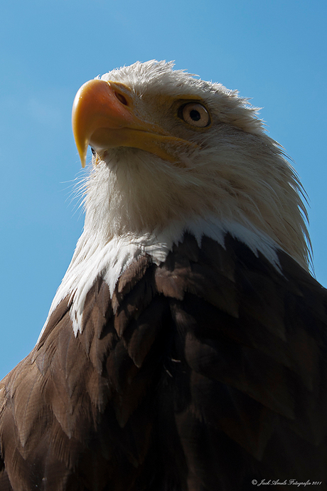 Harly de Bold Eagle