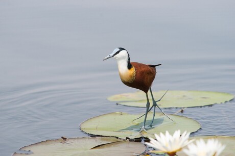 African Jacana