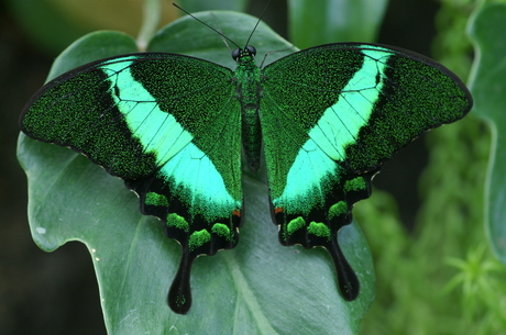 groen, groener, groenst