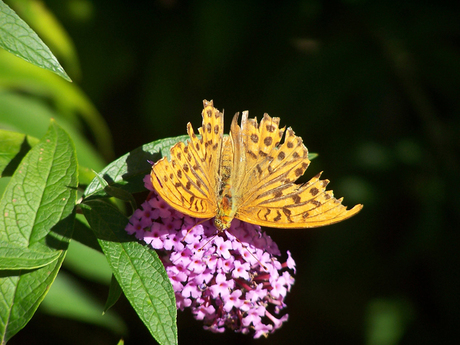 Puur natuur