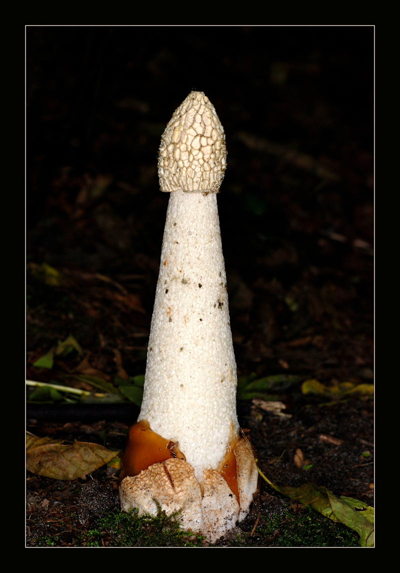 Grote Stinkzwam - foto van vliegert - Natuur - Zoom.nl