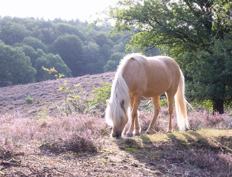 Heather in Herhaling