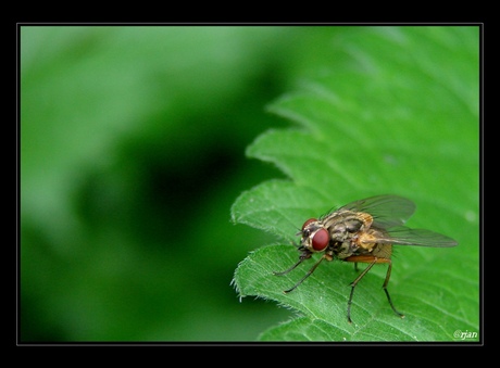 the fly