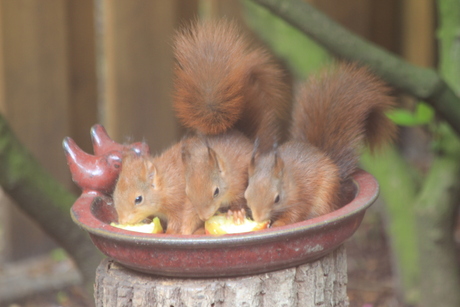 drie jonge eekhoorns eten gezamelijk uit de schaal.