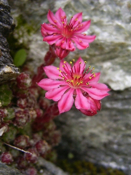 'rotsbloem'