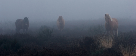 Paarden in de mist