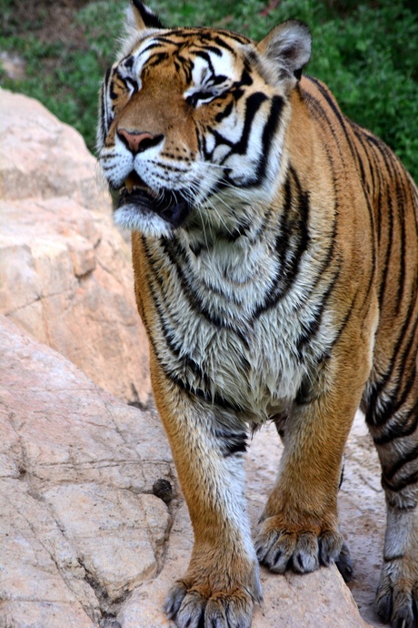 Bengaalse tijger, Terra Natura, Benidorm, Spanje