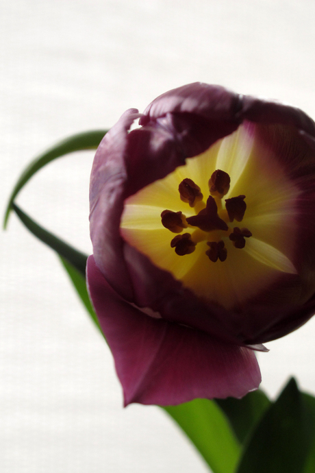 tulp