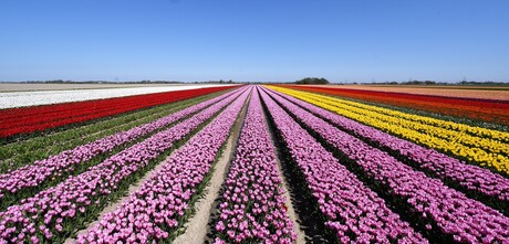 Tulpenvelden Noord-Nederland