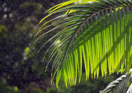 Tropische regenbui