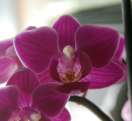 een orchideeen