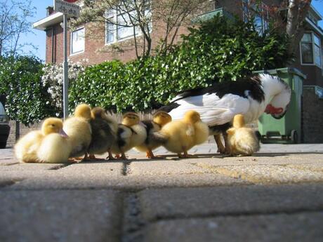 Mama, mijn zusjes en broertjes