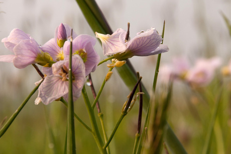 Pinksterbloemen in de regen