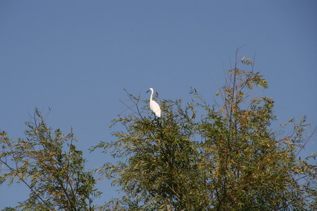 hoog en droog