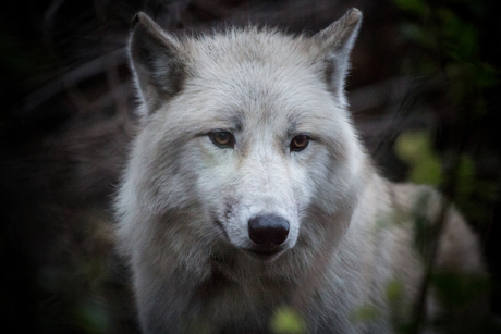 witte wolf