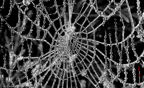 Spinnenweb