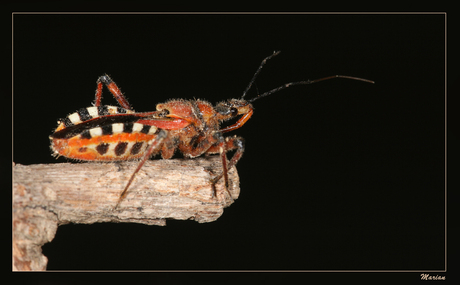 Rhynocoris Erythropus