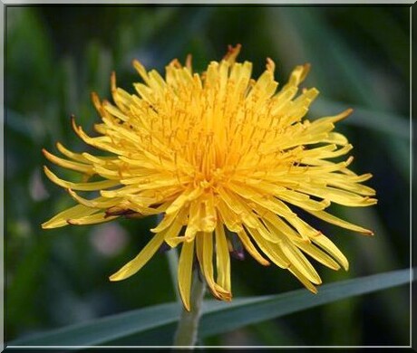 Paardenbloem