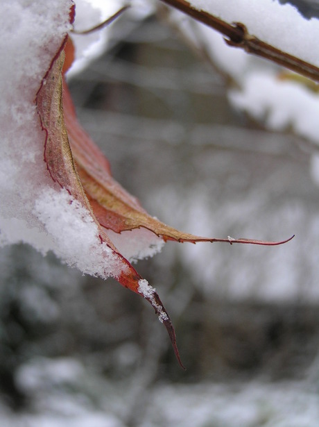 Sneeuw op blad