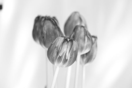tulp zwart wit