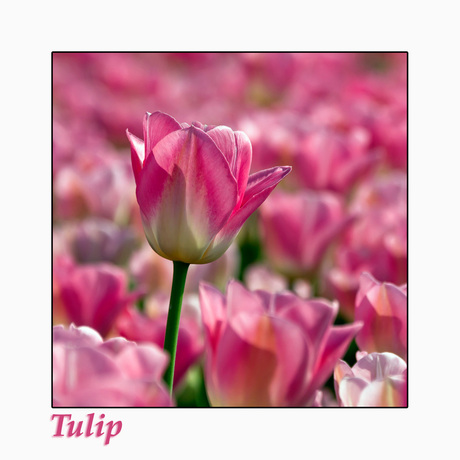 The Tall Tulip