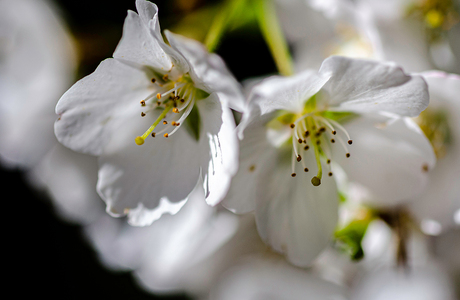 Bloem van Toverhazelaar