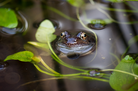 Kikker in de vijver