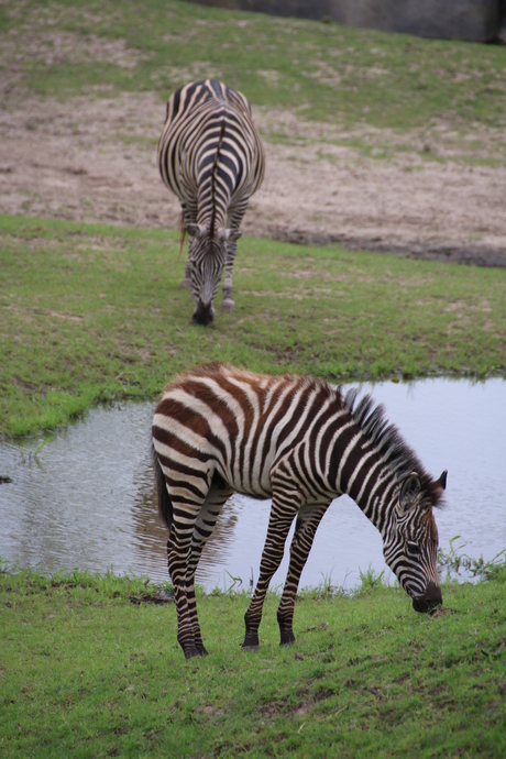 Zebra veulen Wildlands Adventure Zoo in Emmen