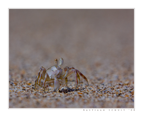 Strandkrab op Koh Lanta